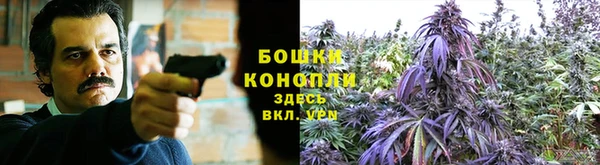 крисы Бородино